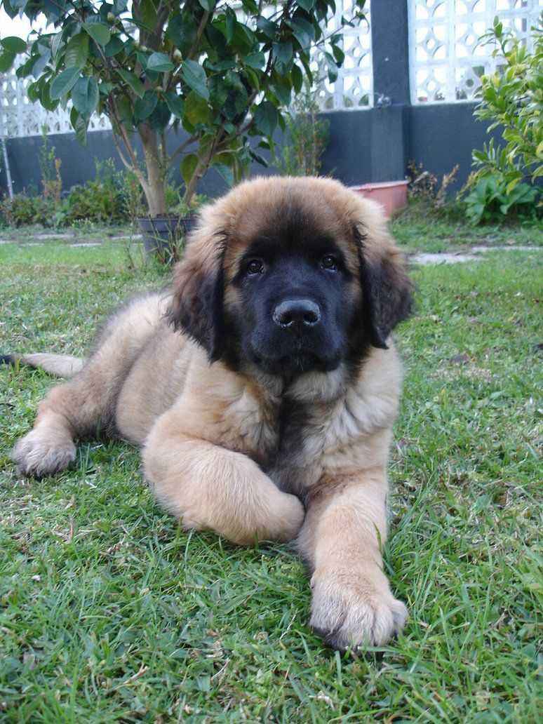 Caucasian Shepherd For Sale In Bangalore