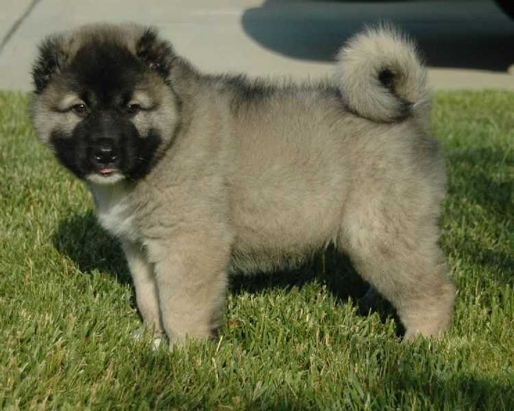 Caucasian Shepherd For Sale In Bangalore