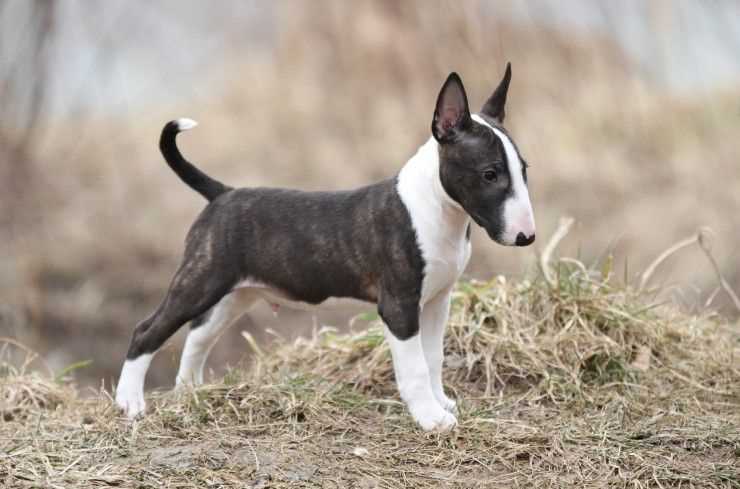 Bull Terrier For Sale In Jaipur
