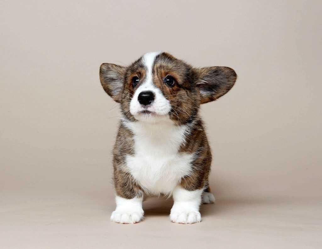 Cardigan Welsh Corgi For Sale In Jaipur
