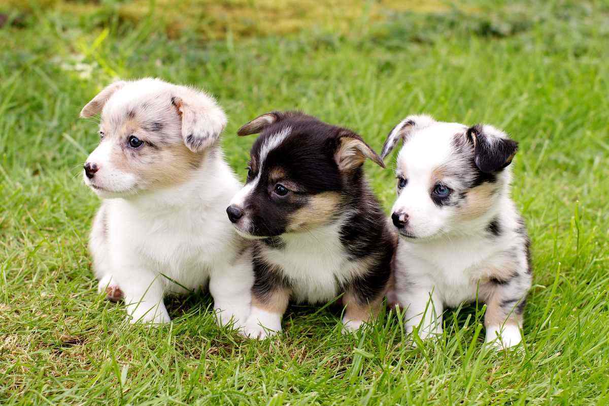 Cardigan Welsh Corgi For Sale In Jaipur