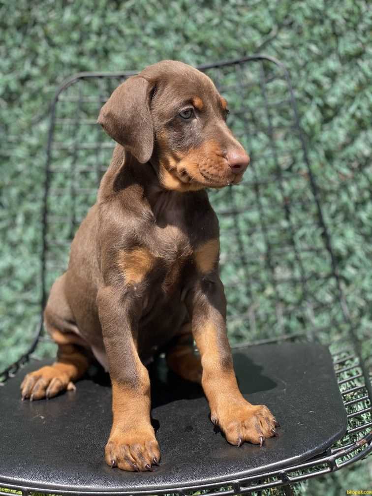 European Doberman For Sale In Pune