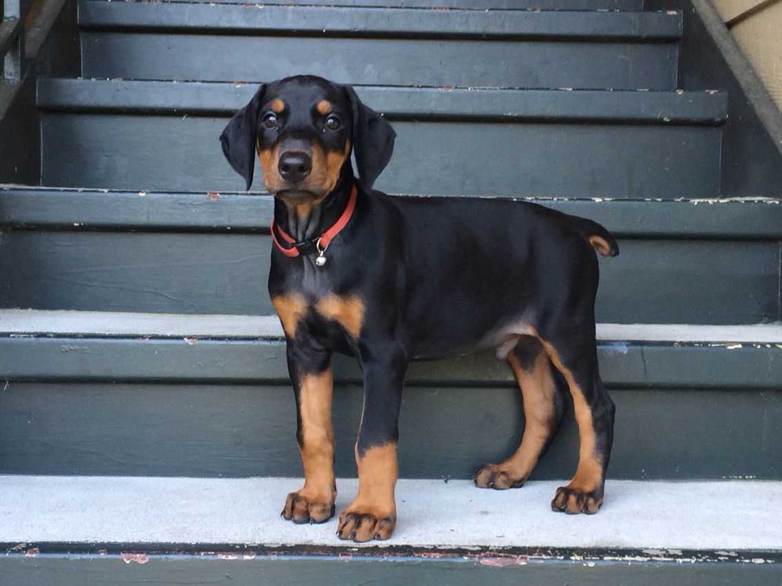 European Doberman For Sale In Coimbatore