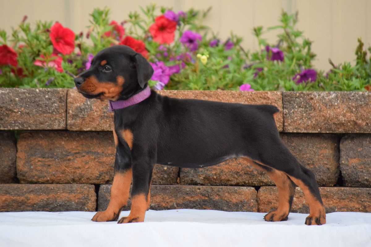 Doberman Pinscher For Sale In Hyderabad