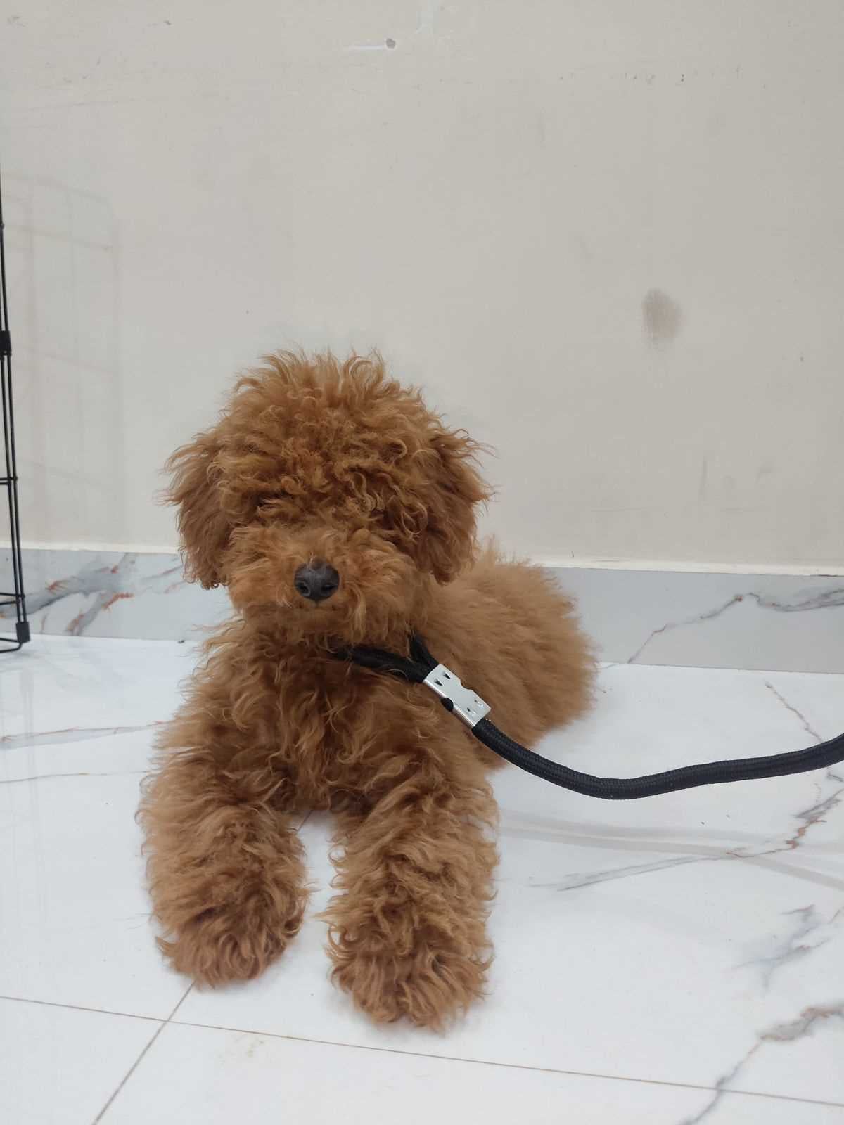 Poodle For Sale In Hyderabad