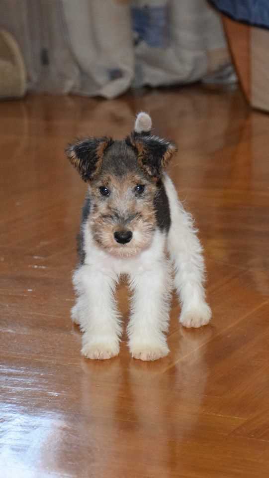 Wire Fox Terrier For Sale In Bangalore