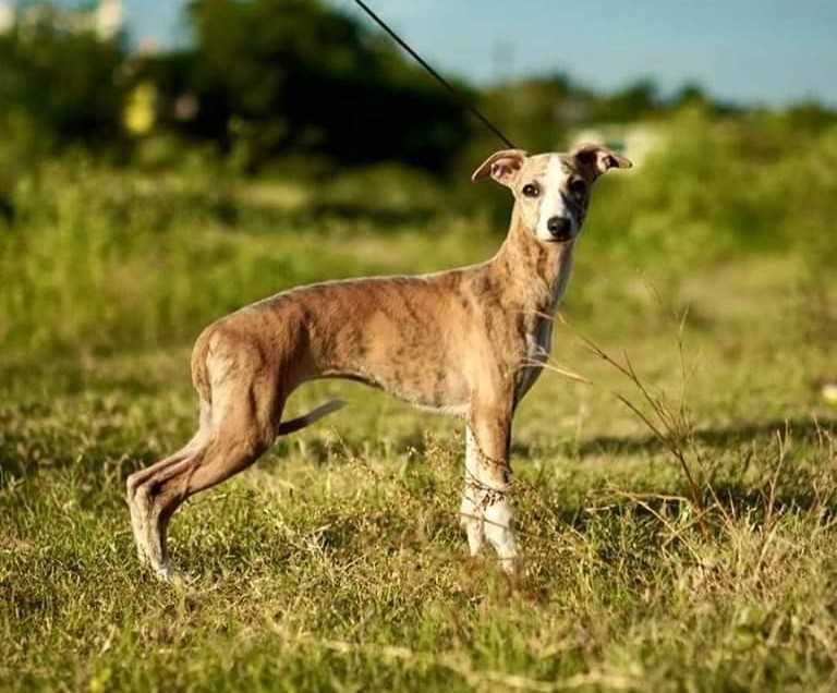 Rampur Hound For Sale In Bangalore