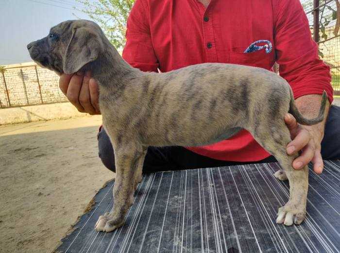 Rampur Hound For Sale In Bangalore