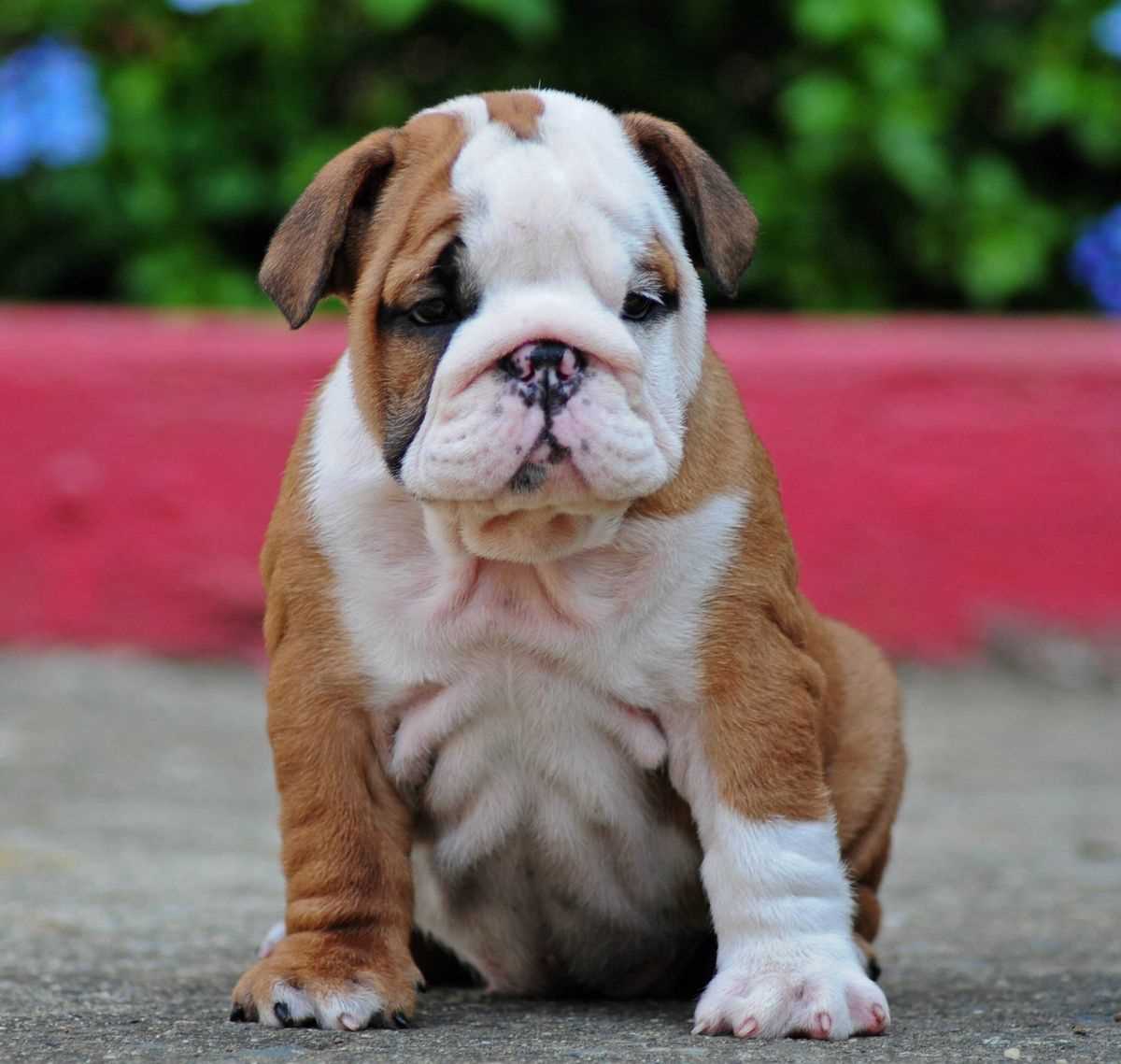 British Bulldog For Sale In Bangalore