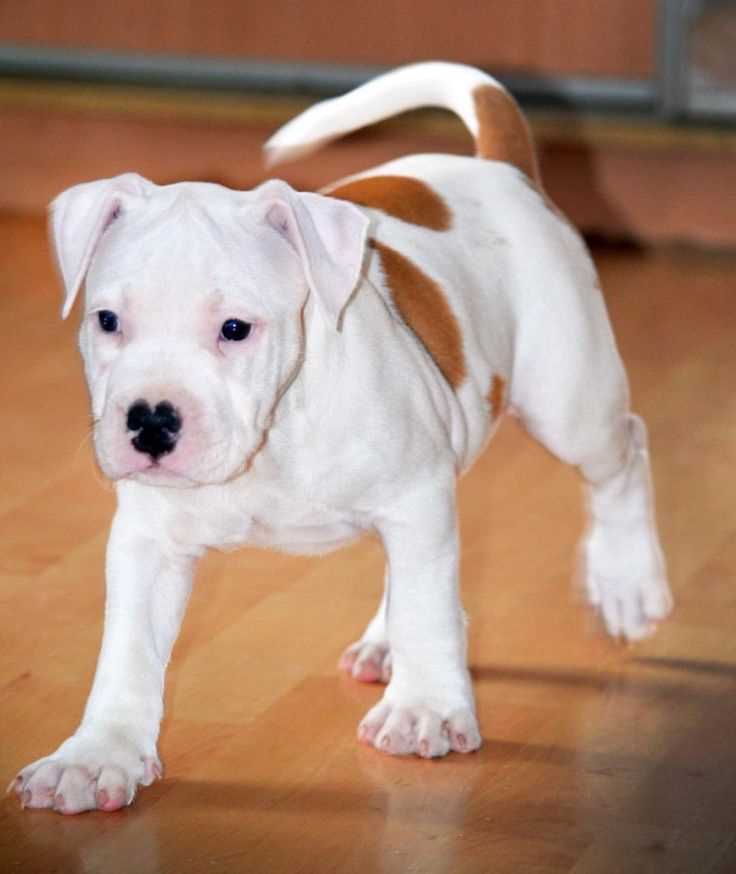 American Bulldog For Sale In Bangalore