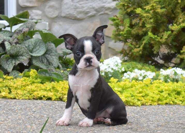 Boston Terrier For Sale In Ambala