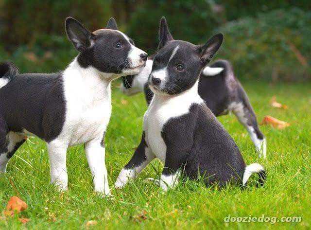 Basenji For Sale In Chandigarh