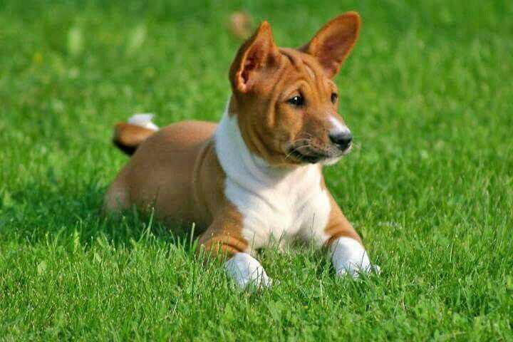 Basenji For Sale In Gurgaon