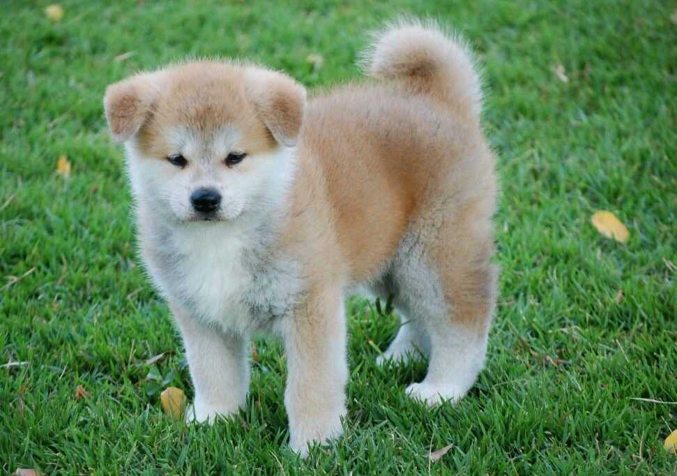 Japanese Akita For Sale In Chandigarh