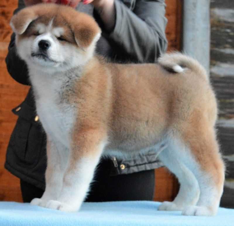 Japanese Akita For Sale In Chandigarh
