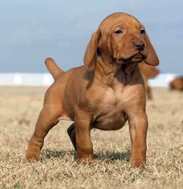 Vizsla For Sale In Delhi