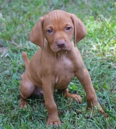 Vizsla For Sale In Delhi