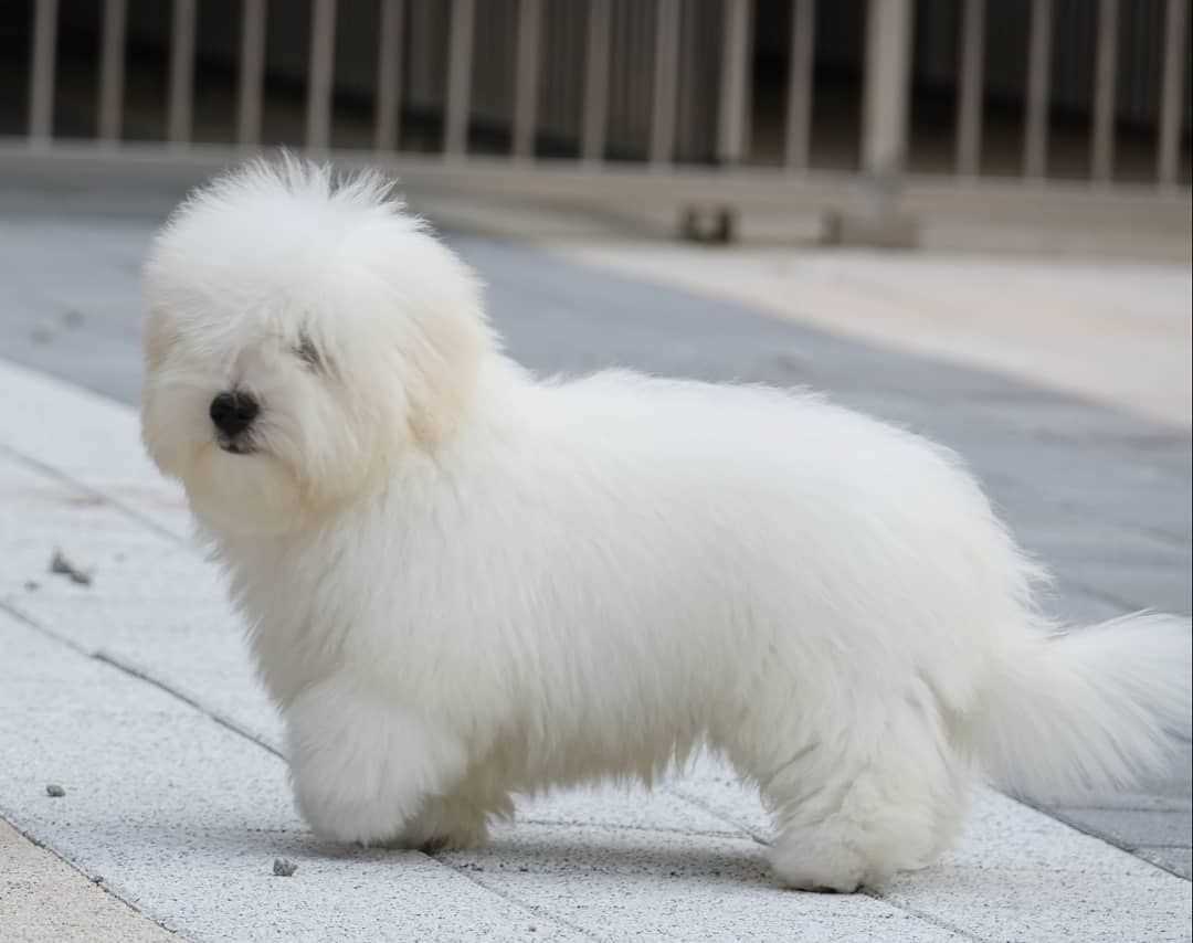 Coton de Tulear For Sale In Delhi