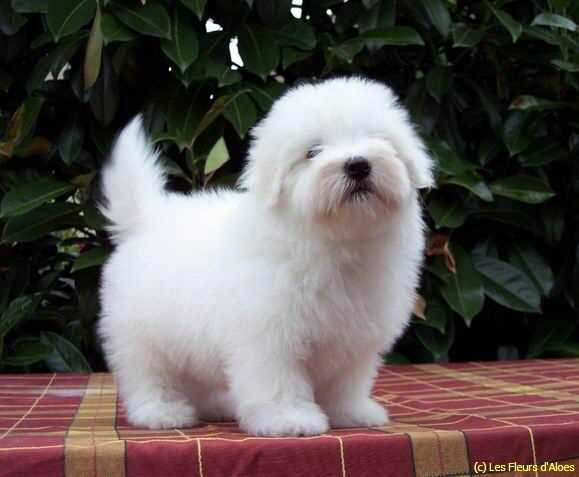 Coton de Tulear For Sale In Chandigarh