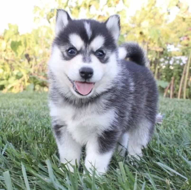 Alaskan Klee Kai For Sale In Chandigarh