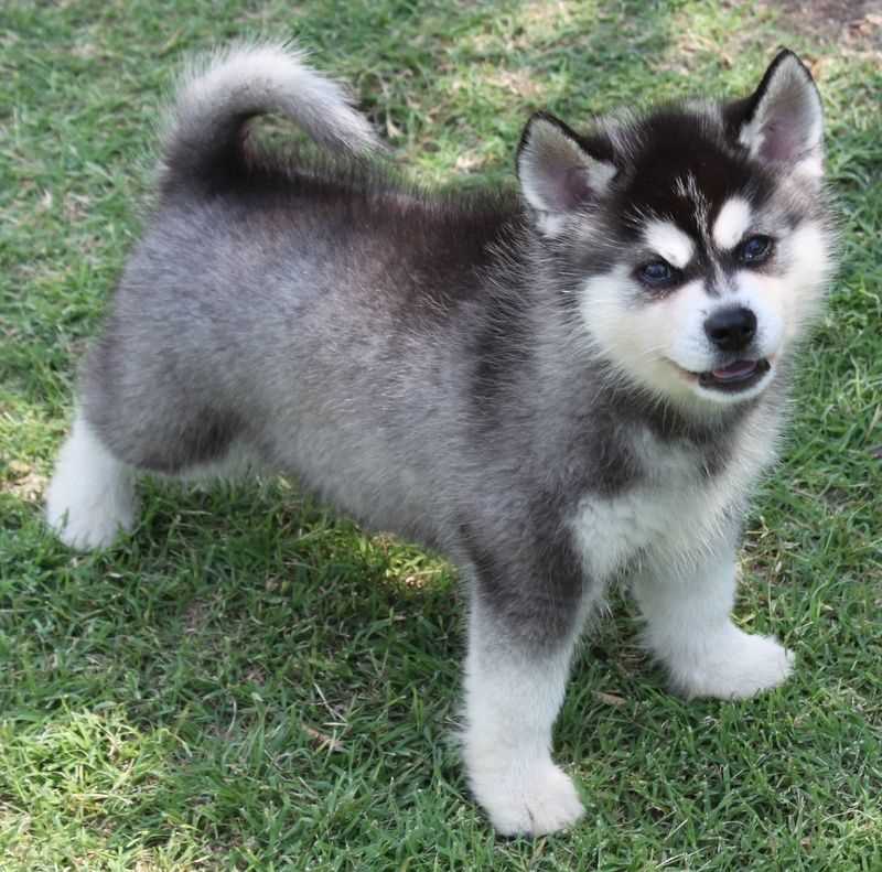 Alaskan Klee Kai For Sale In Delhi