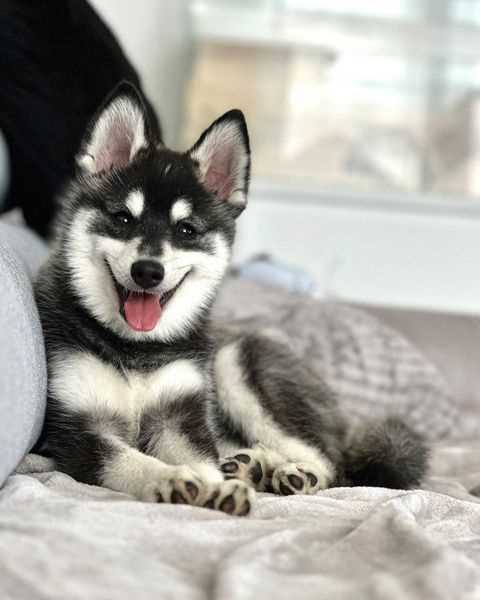 Alaskan Klee Kai For Sale In Bangalore