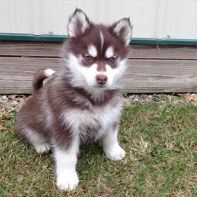 Alaskan Klee Kai For Sale In Bangalore