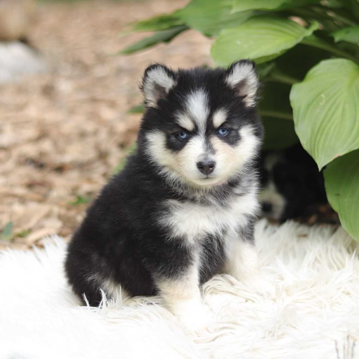 Alaskan Klee Kai For Sale In Gurgaon