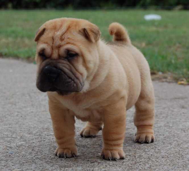 Chinese SharPei For Sale In Chandigarh