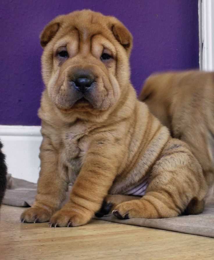 Chinese SharPei For Sale In Chandigarh