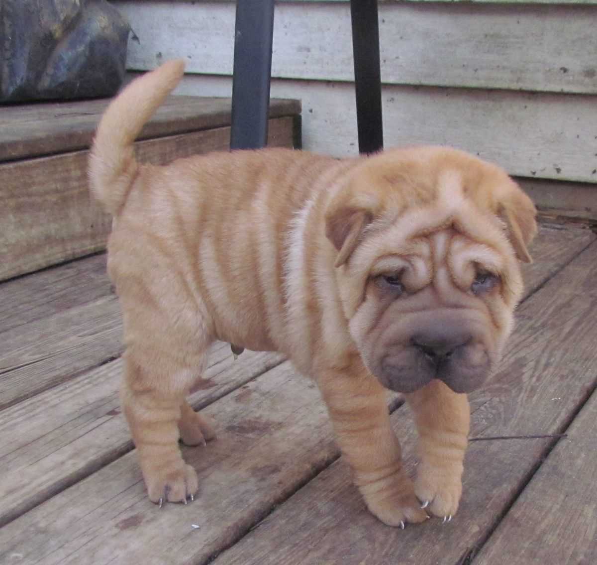 Chinese SharPei For Sale In Delhi
