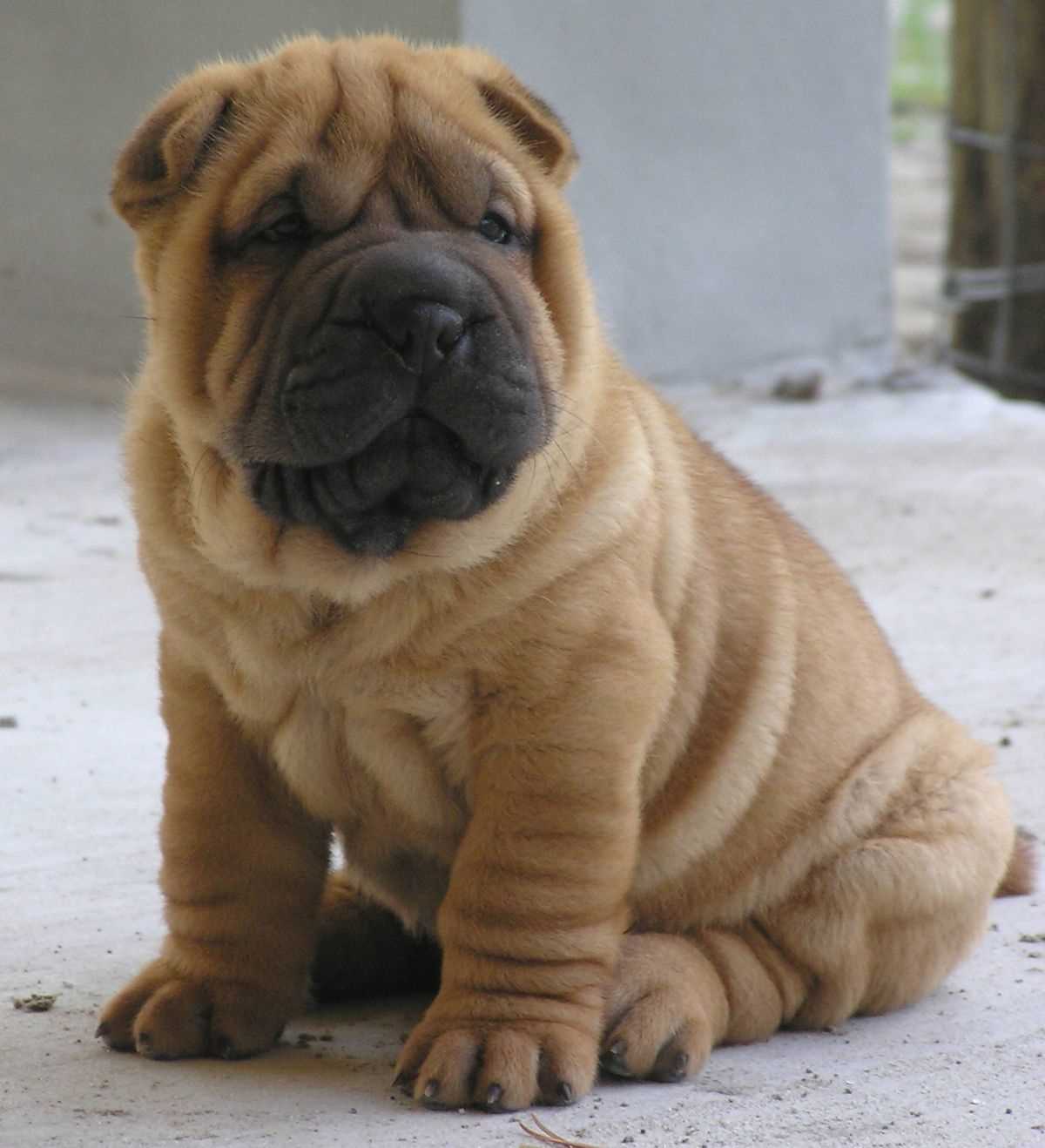 Chinese SharPei For Sale In Bangalore
