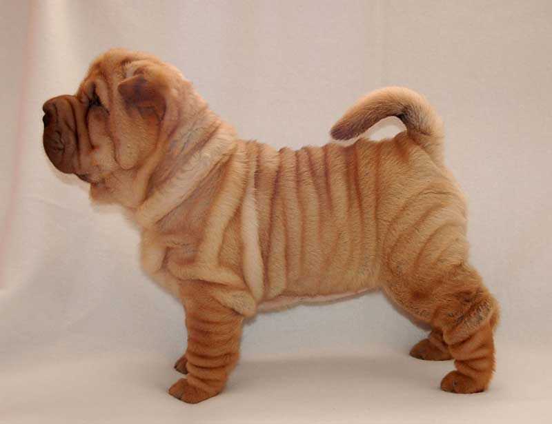 Chinese SharPei For Sale In Bangalore
