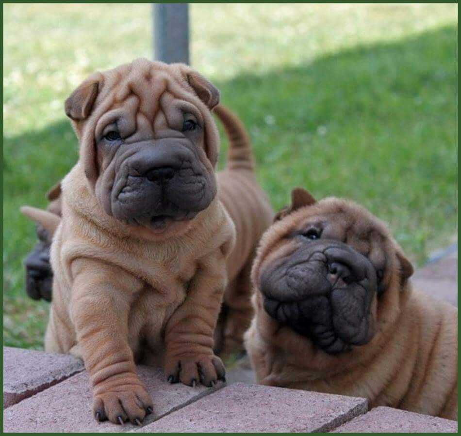 Chinese SharPei For Sale In Delhi