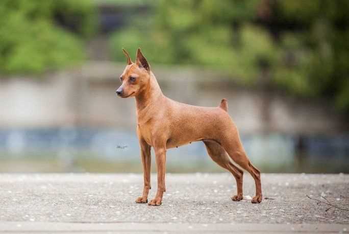 Miniature Pinscher For Sale In Bangalore