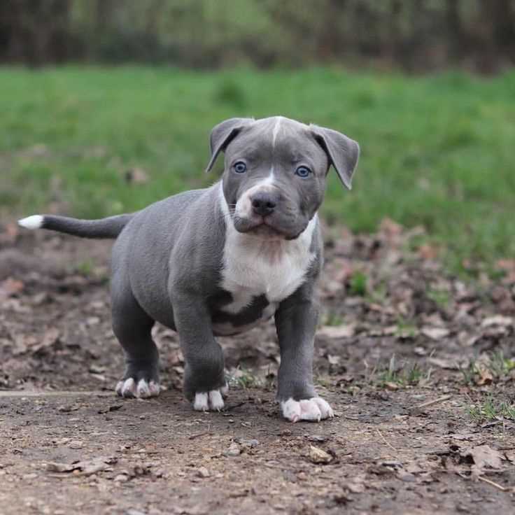 Pitbull For Sale In Mumbai