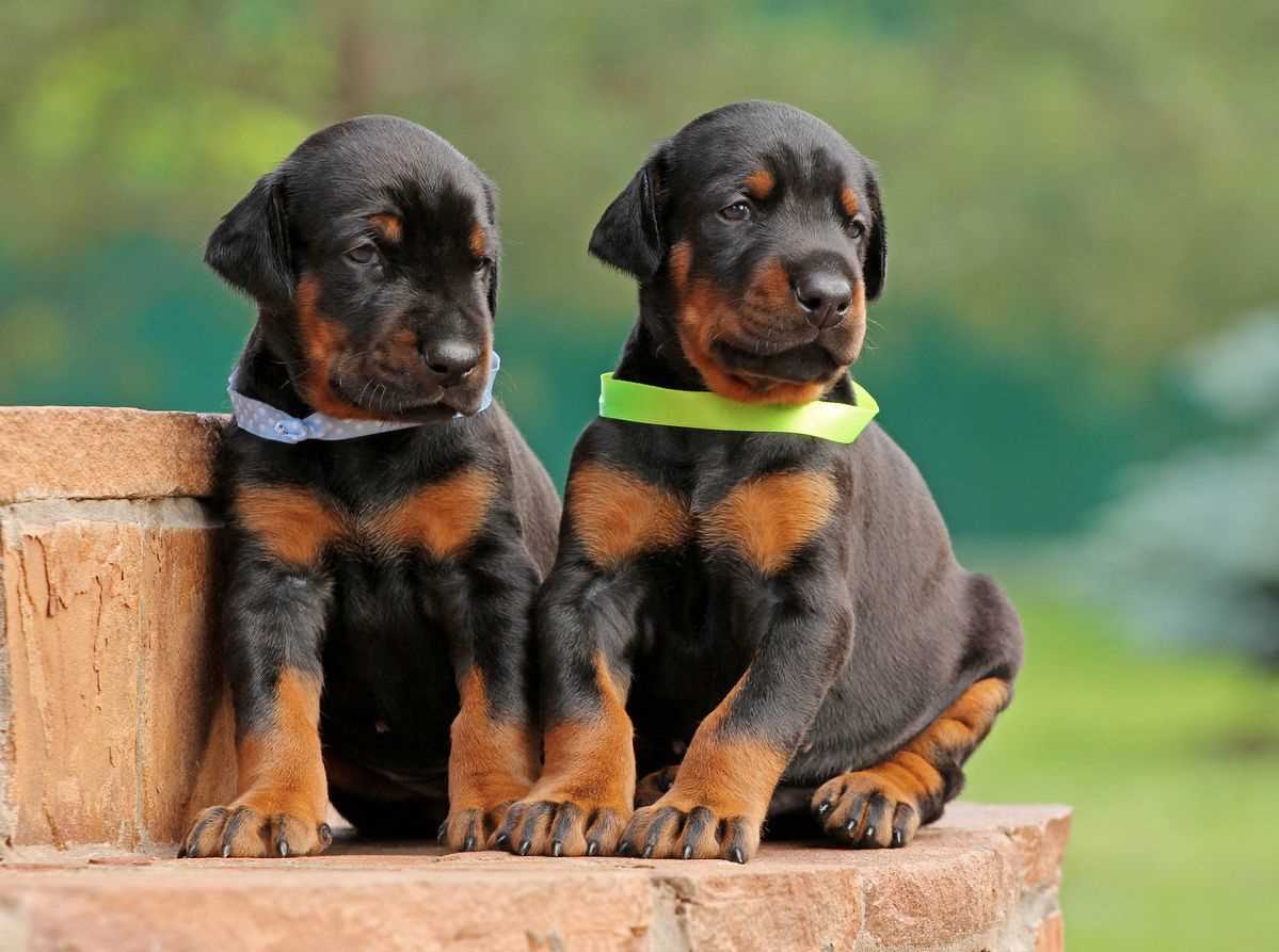 Doberman Pinscher For Sale In Delhi
