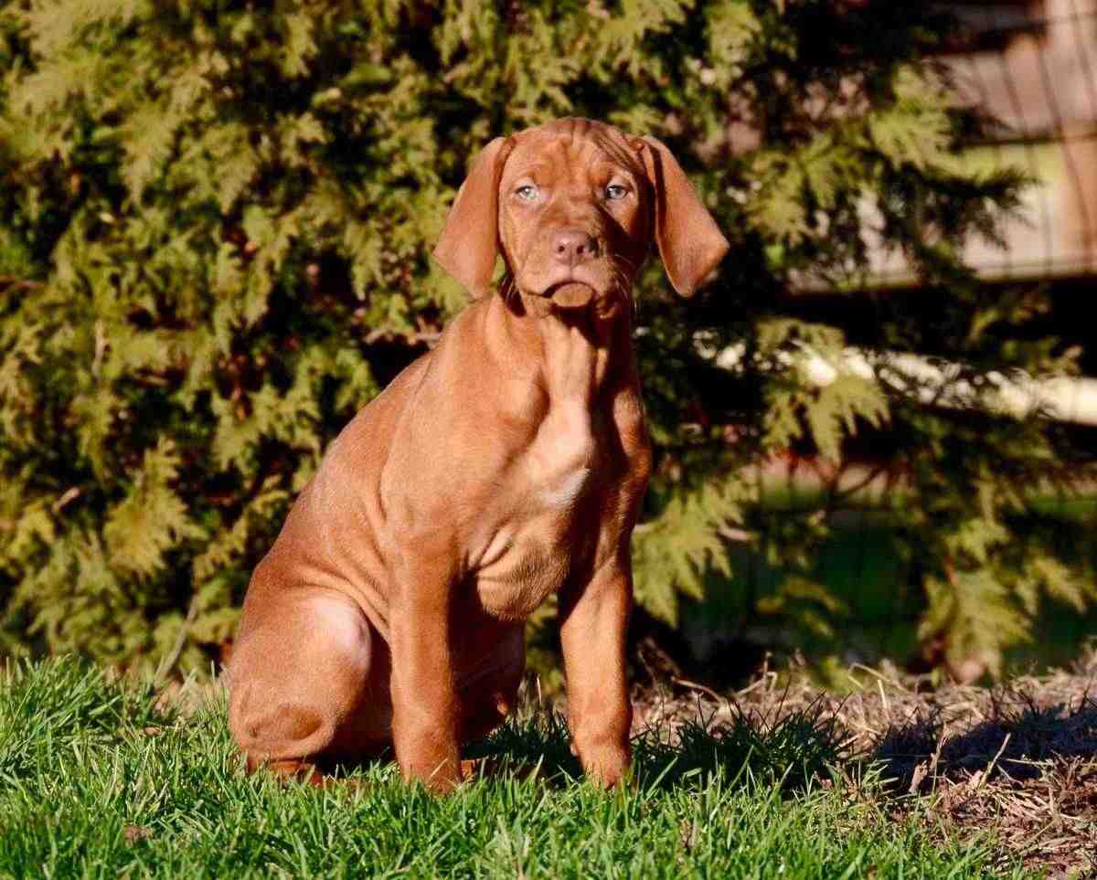 Vizsla For Sale In Chhapra