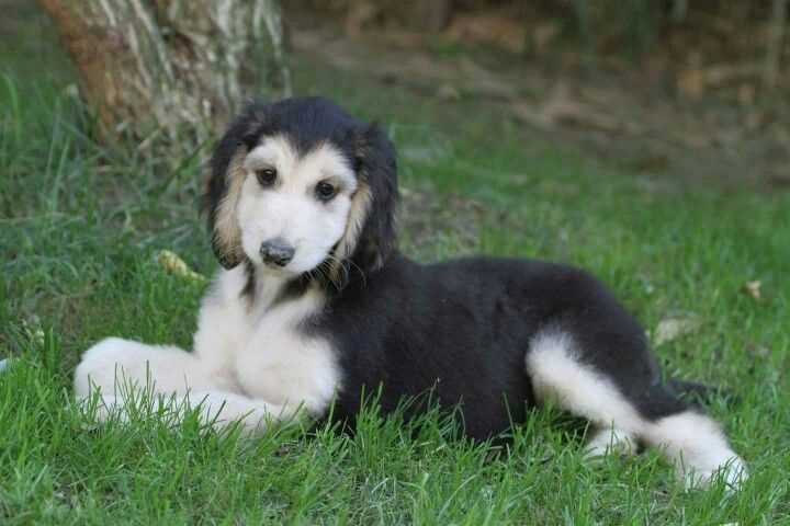 Saluki For Sale In Raipur