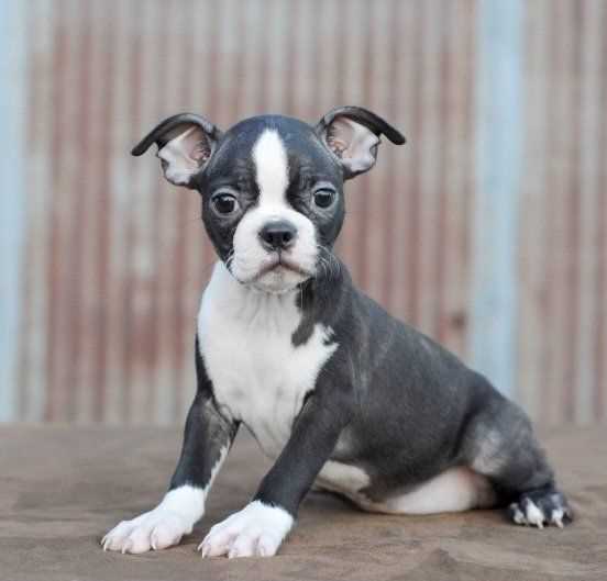 Boston Terrier For Sale In Jaipur