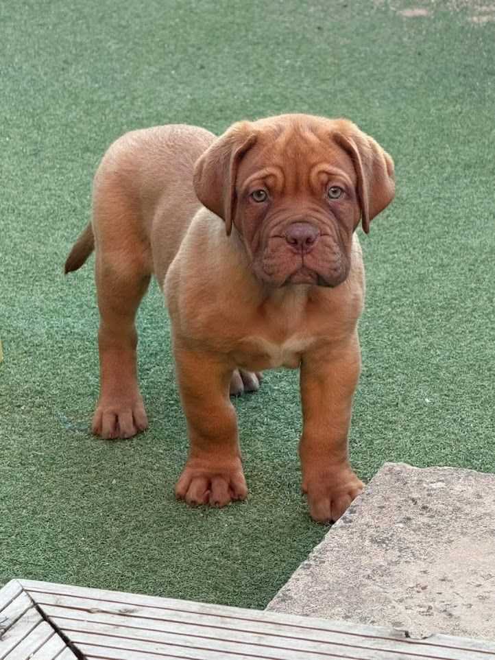 French Mastiff For Sale In Thiruvananthapuram