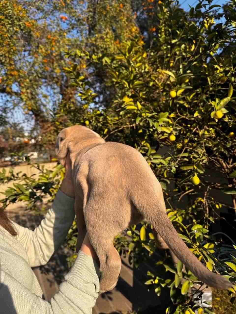 Cane Corso For Sale In Chandigarh