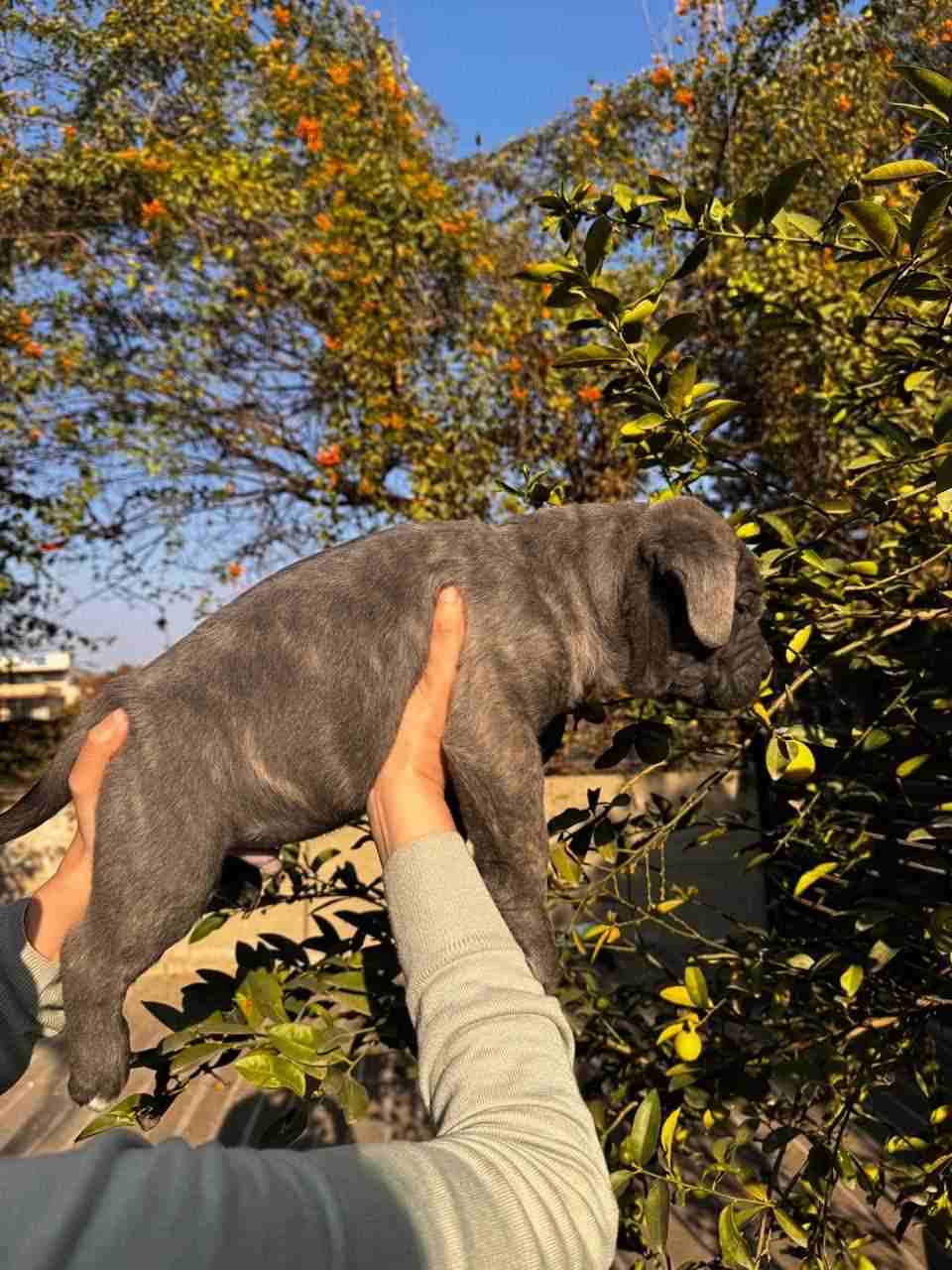 Cane Corso For Sale In Chandigarh
