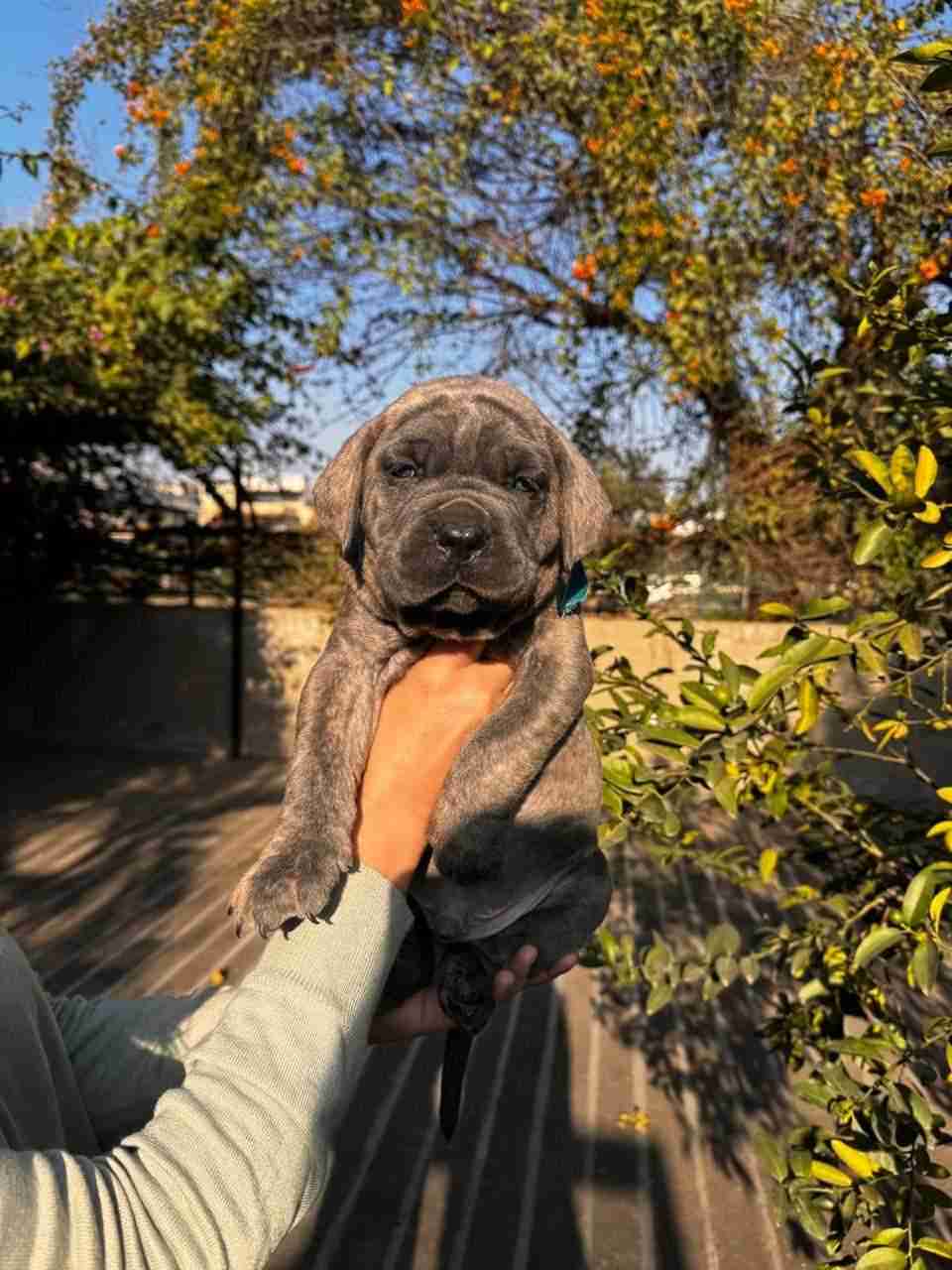 Cane Corso For Sale In Chandigarh