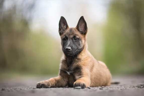 Belgian Shepherd For Sale In Panaji