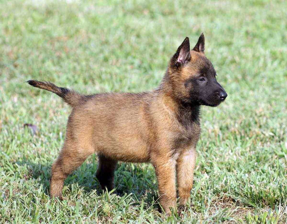 Belgian Shepherd For Sale In Ahmedabad