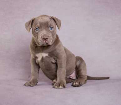 American Pit Bull Terrier For Sale In Panaji