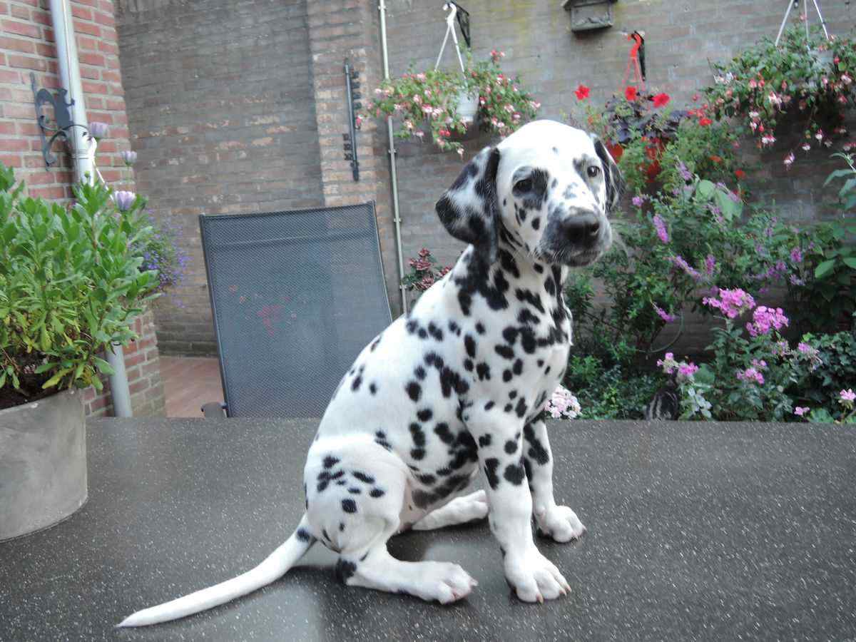 Dalmatian For Sale In Moga