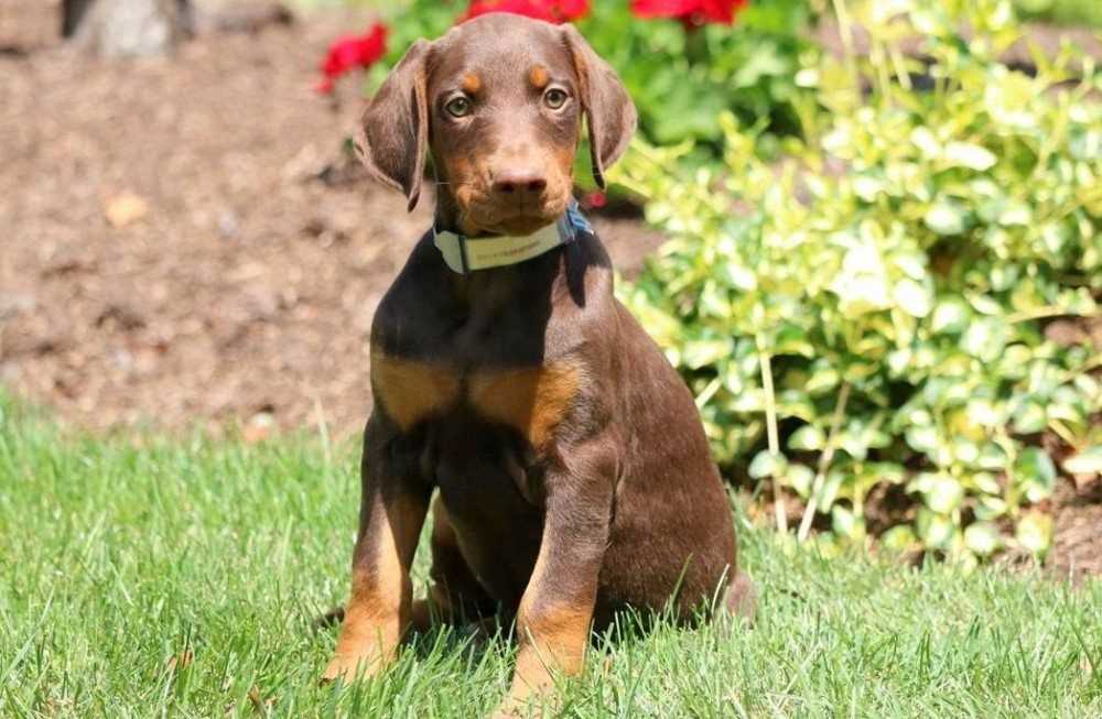 American Doberman For Sale In Pune