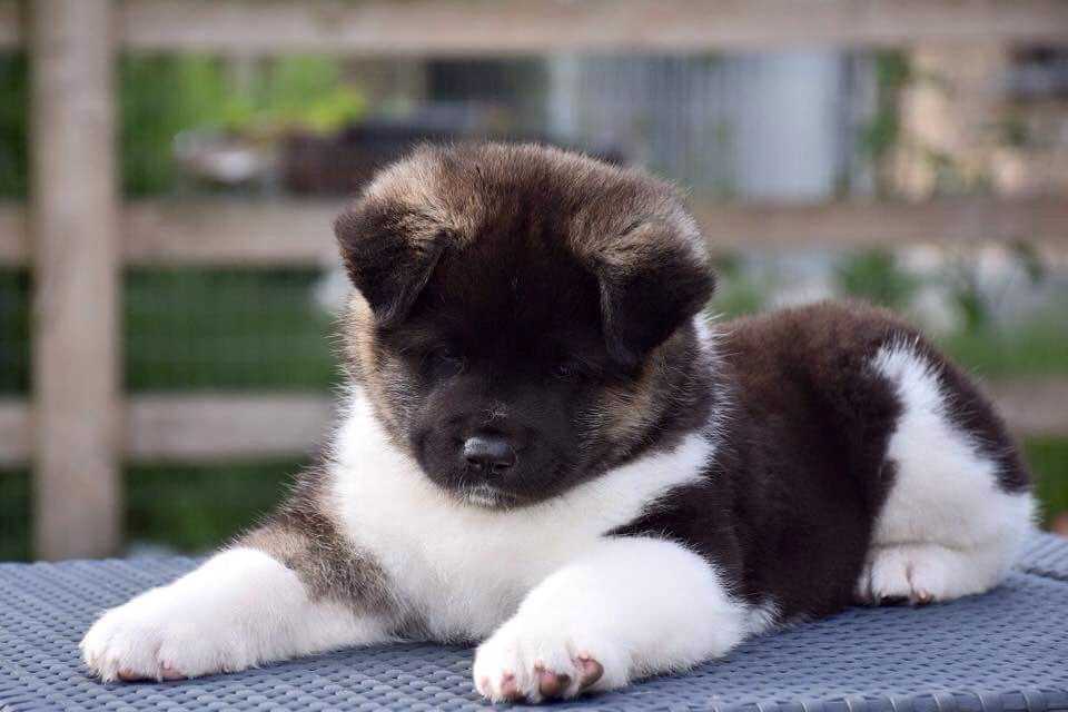 American Akita For Sale In Bangalore